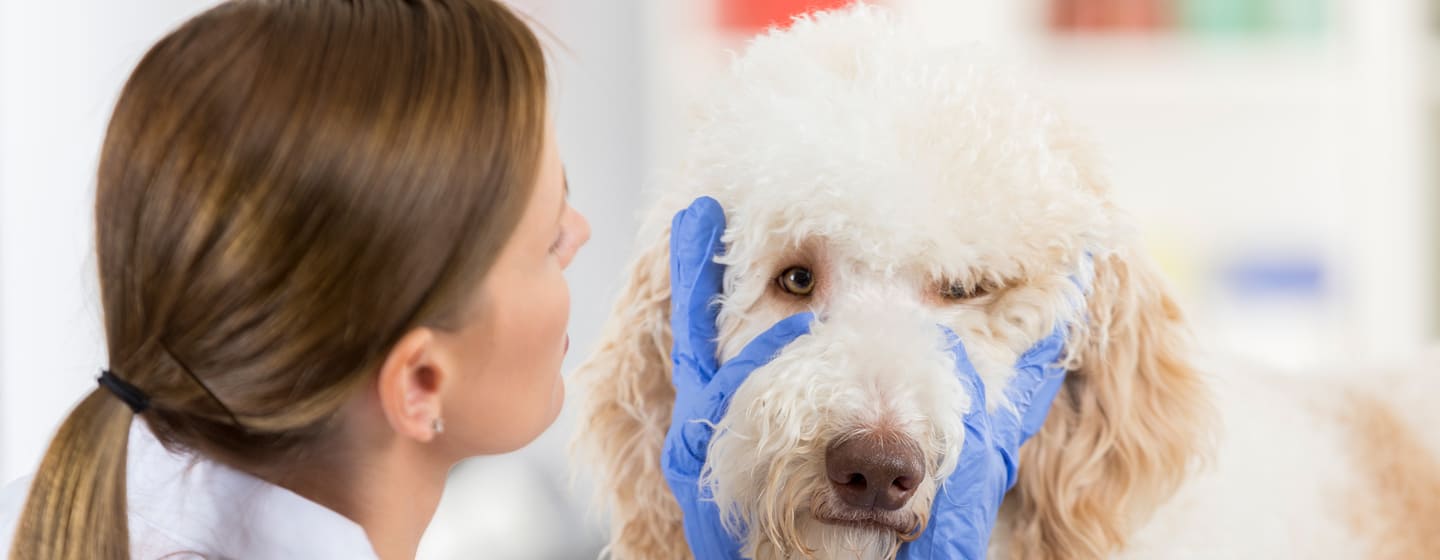 Eye antibiotics for store dogs